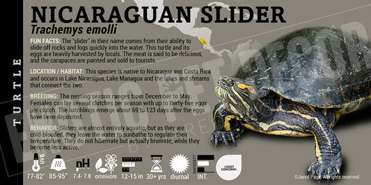 Trachemys emolli 'Nicaraguan Slider' Turtle