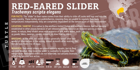 Trachemys scripta elegans 'Red Ear Slider' Turtle