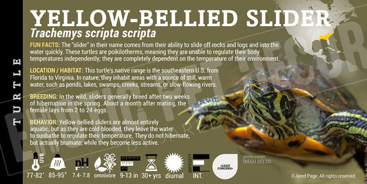 Trachemys scripta scripta 'Yellow Bellied Slider' Turtle