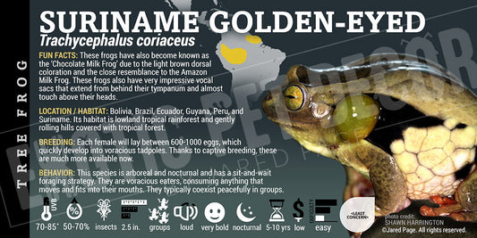 Trachycephalus coriaceus 'Golden Suriname Milk Frog'