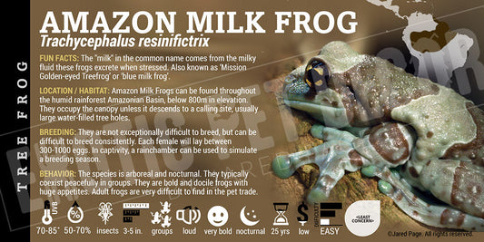 Trachycephalus resinifictrix 'Amazon Milk Frog'