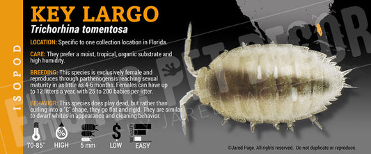 Trichorhina sp 'Key Largo' isopod label