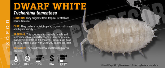 Trichorhina tomentosa 'Dwarf White' isopod label