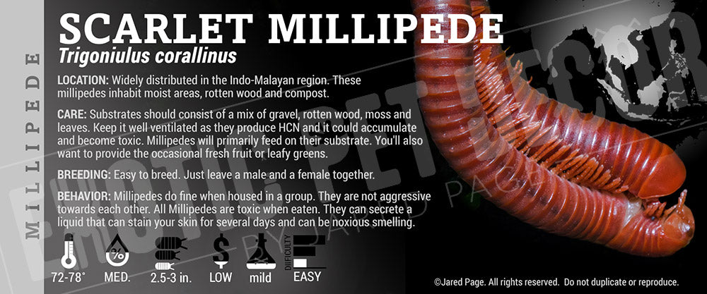 Trigoniulus corallinus 'Scarlet' Millipede