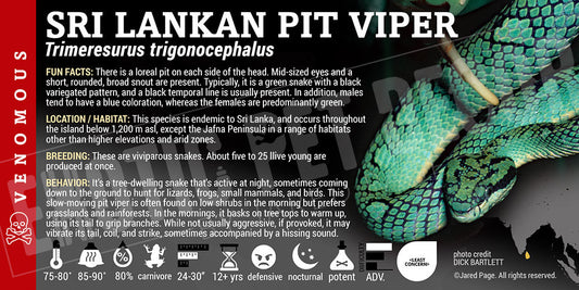 Trimeresurus trigonocephalus 'Sri Lankan Pit Viper'