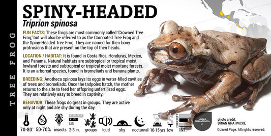 Triprion spinosa 'Spiny Headed Tree Frog'
