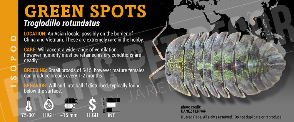 Troglodillo sp 'Green Spot' isopod label