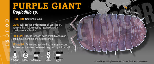 Troglodillo sp 'Purple Giant' isopod label