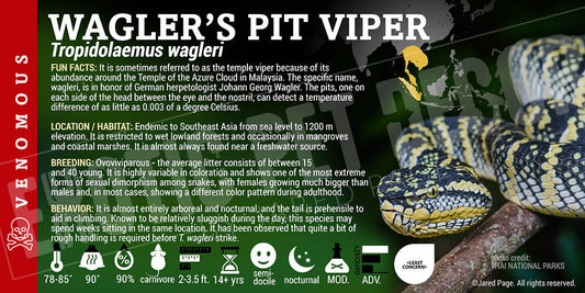 Tropidolaemus wagleri 'Waglers Pit Viper'