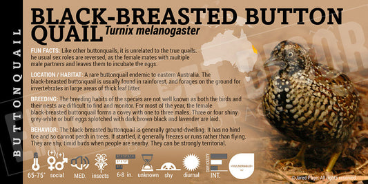 Turnix melanogaster 'Black Breasted Button Quail'