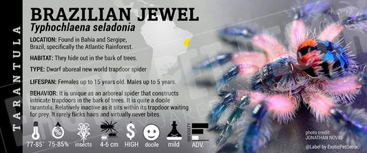 Typhochlaena seladonia 'Brazilian Jewel' Tarantula