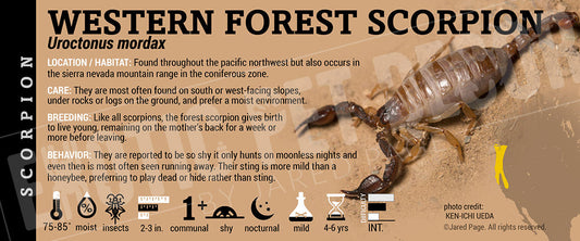 Uroctonus mordax 'California Forest' Scorpion