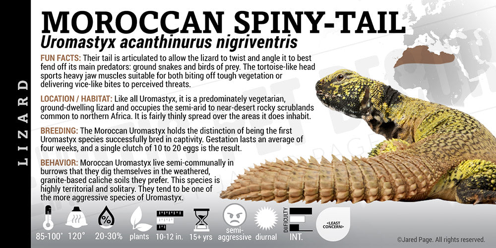 Uromastyx acanthinurus 'Moroccan' Uromastyx