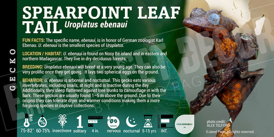 Uroplatus ebenaui 'Spearpoint Leaf Tail' Gecko