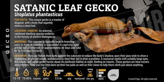 Uroplatus phantasticus 'Satanic Leaf' Gecko