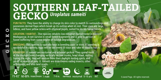 Uroplatus sameiti 'Southern Leaf Tail' Gecko