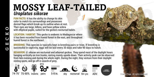 Uroplatus sikorae 'Mossy Leaf' Gecko