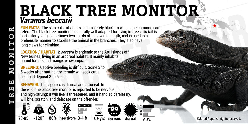 Varanus beccarii 'Black Tree Monitor' Lizard