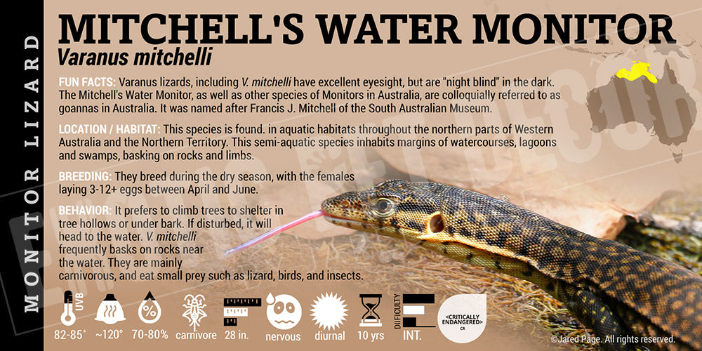 Varanus mitchelli 'Mitchells Water Monitor' Lizard