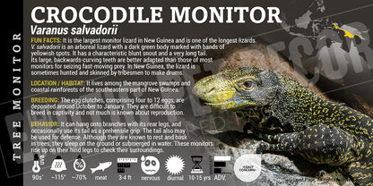 Varanus salvadorii 'Crocodile Monitor' Lizard