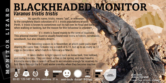 Varanus tristis tristis 'Blackheaded Monitor' Lizard