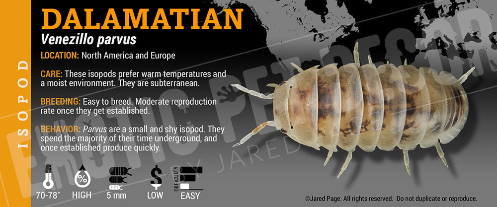 Venezillo parvus 'Dalmatian' isopod label