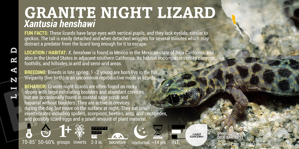 Xantusia henshawi 'Granite Night' Lizard Cards and Enclosure Labels ...