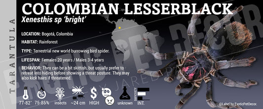 Xenesthis sp. bright 'Colombian Lesserblack' Tarantula