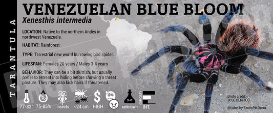 Xenesthis intermedia 'Amazon Blue Bloom' Tarantula