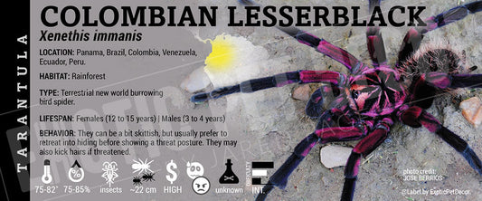Xenethis immanis 'Colombian Lesserblack' Tarantula