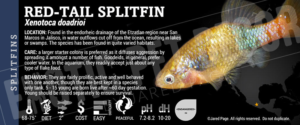 Spltfin Fish Xenotoca doadrioi 'Red Tail Splitfin Fish' Cards and Enclosure Labels ...