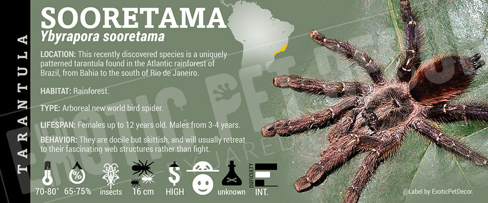 Ybyrapora sooretama Tarantula