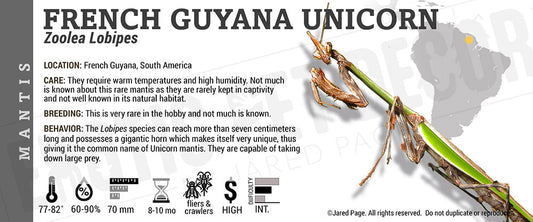 Zoolea lobipes 'French Guyana Unicorn' Mantis