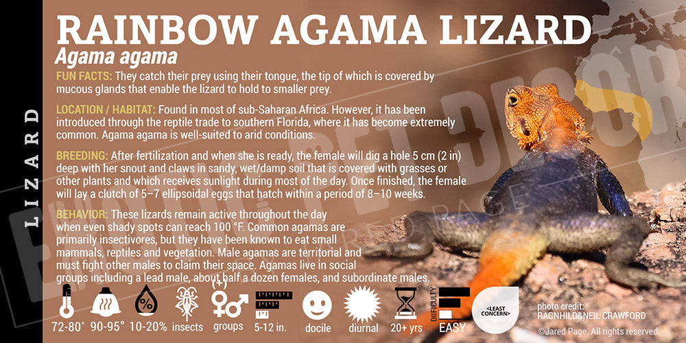 Agama agama 'Rainbow Agama' Lizard