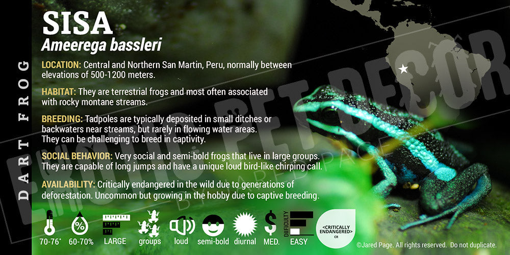 Ameerega bassleri 'Chrome' Dart Frog Label