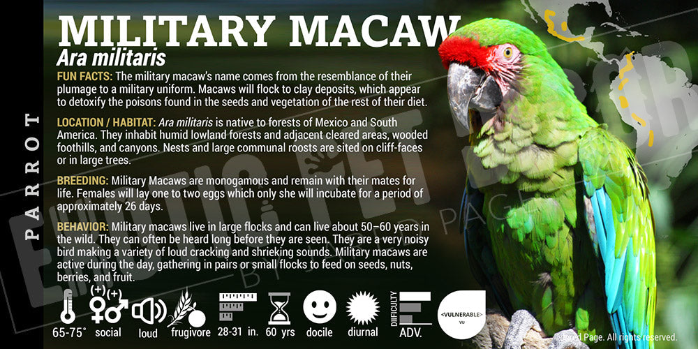 Ara militaris 'Military Macaw'