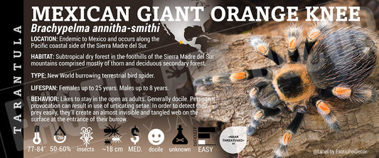 Brachypelma smithi 'Mexican Giant Orange Knee' Tarantula