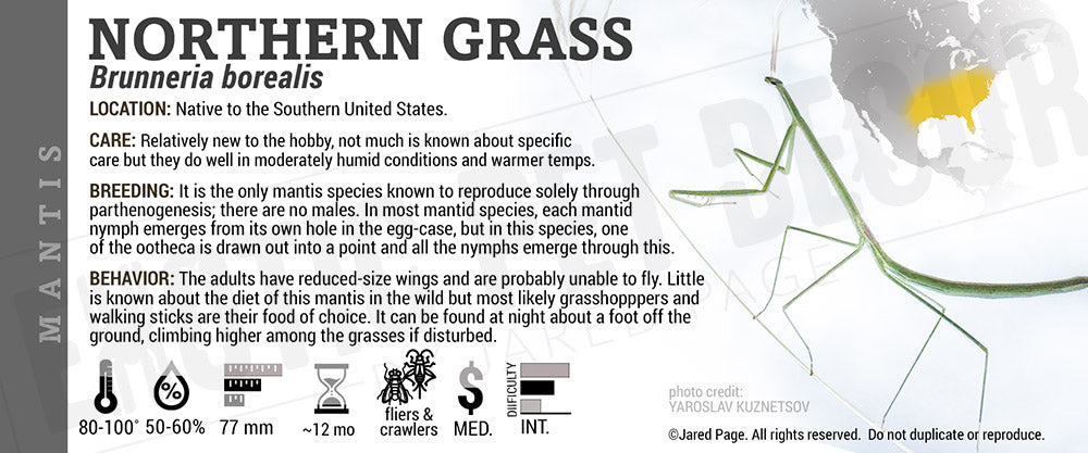 Brunneria borealis 'American Stick' Mantis