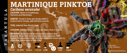 Caribena versicolor 'Antilles / Martinique Pinktoe' Tarantula