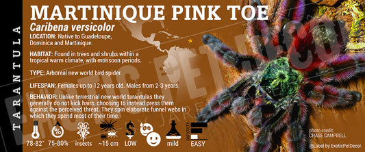 Caribena versicolor 'Martinique Pink Toe' Tarantula
