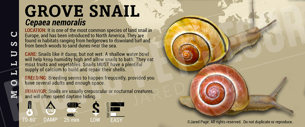 Cepaea nemoralis 'Grove' Snail