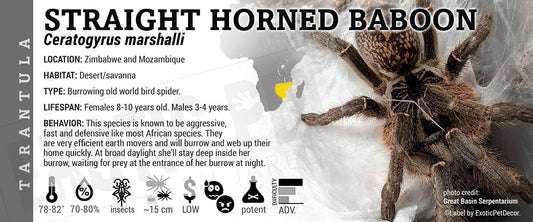 Ceratogyrus marshalli 'Straight Horned Baboon' Tarantula