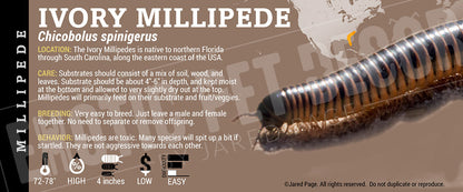 Chicobulus spinigerus 'Ivory' Millipede