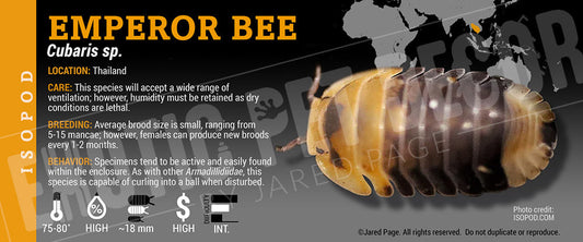 Cubaris sp 'Emperor Bee' isopod label