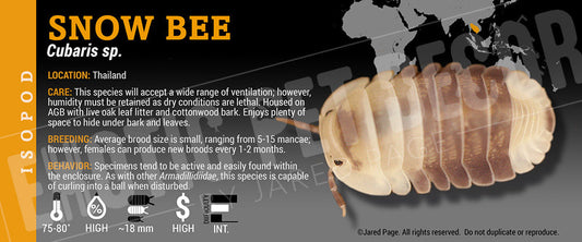 Cubaris sp 'Emperor Snow Bee' isopod label