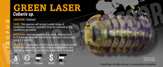 Cubaris sp 'Green Laser' isopod label