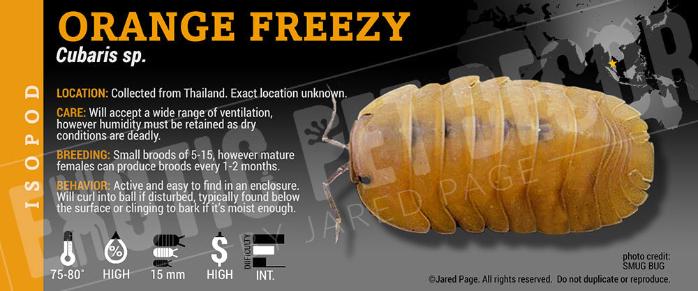 Cubaris sp 'Orange Freezy' isopod label