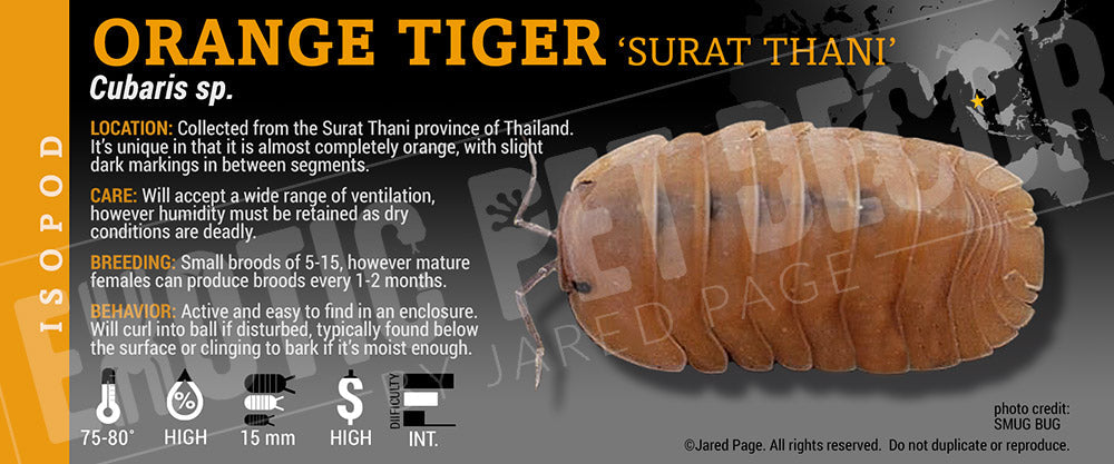 Cubaris sp 'Orange Tiger Surat' isopod label