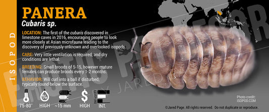 Cubaris sp 'Panera' isopod label