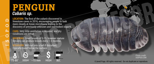 Cubaris sp 'Penguin' isopod label